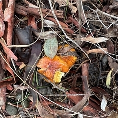 Cortinarius sinapicolor (Slimy Yellow Cortinar) by yellowboxwoodland