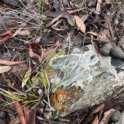 Unverified Lichen, Mosses, Liverworts & Horworts or other Bryophyte by yellowboxwoodland