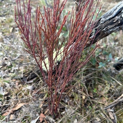 Unverified Plant at  - suppressed by yellowboxwoodland