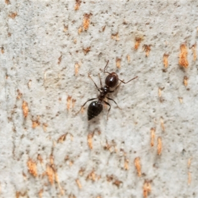 Crematogaster sp. (genus) (Acrobat ant, Cocktail ant) at Florey, ACT - 21 Jul 2025 by AlisonMilton