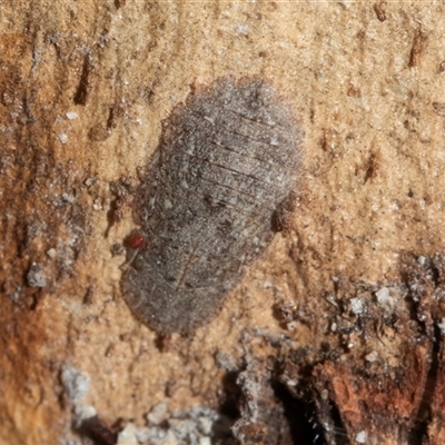 Ledromorpha planirostris (A leafhopper) at Florey, ACT - 21 Jul 2025 by AlisonMilton