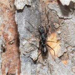 Camponotus sp. (genus) (A sugar ant) at Florey, ACT - 21 Jul 2025 by AlisonMilton