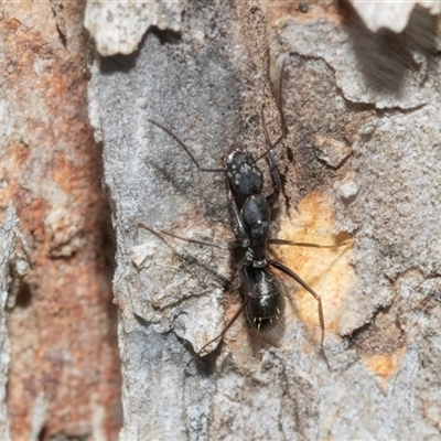 Camponotus sp. (genus) (A sugar ant) at Florey, ACT - 21 Jul 2025 by AlisonMilton