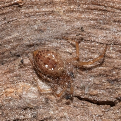 Euryopis umbilicata at Florey, ACT - 21 Jul 2025 by AlisonMilton