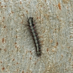 Anestia (genus) (A tiger moth) at Florey, ACT - 21 Jul 2025 by AlisonMilton