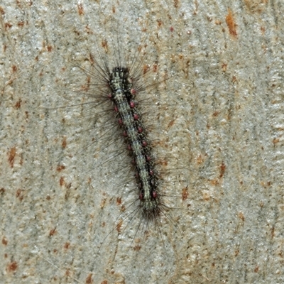 Anestia (genus) (A tiger moth) at Florey, ACT - 21 Jul 2025 by AlisonMilton