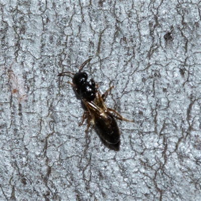Australelis anthracina at Florey, ACT - 21 Jul 2025 by AlisonMilton