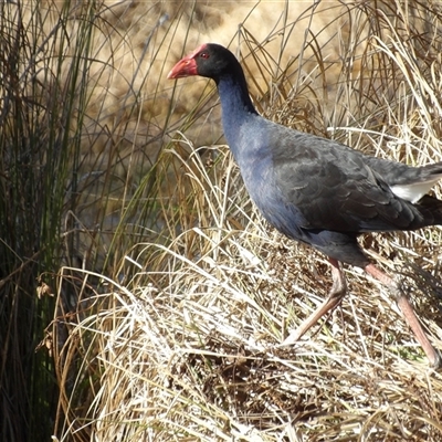 Porphyrio melanotus at Fyshwick, ACT - 23 Jul 2025 by MatthewFrawley