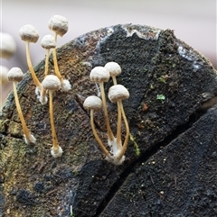 Unverified Cap on a stem; gills below cap [mushrooms or mushroom-like] at Kambah, ACT - 24 Jul 2025 by Steven999