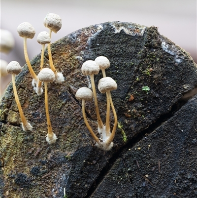 Unverified Cap on a stem; gills below cap [mushrooms or mushroom-like] at Kambah, ACT - 24 Jul 2025 by Steven999