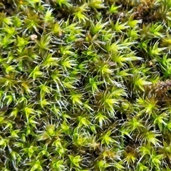 Grimmia sp. at Hawker, ACT - Yesterday by sangio7