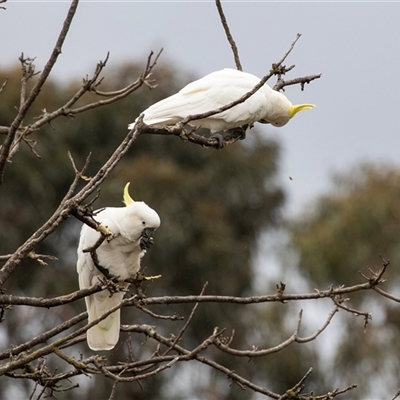 Cacatua galerita (Sulphur-crested Cockatoo) at Higgins, ACT - Yesterday by AlisonMilton