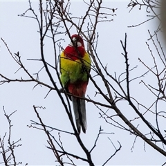 Platycercus eximius (Eastern Rosella) at Higgins, ACT - Yesterday by AlisonMilton