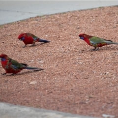 Platycercus elegans at Higgins, ACT - 26 Jul 2025 by AlisonMilton