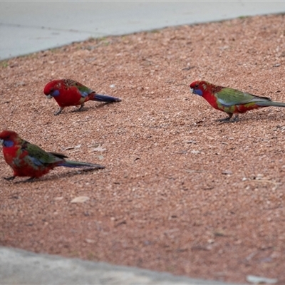 Platycercus elegans at Higgins, ACT - 26 Jul 2025 by AlisonMilton