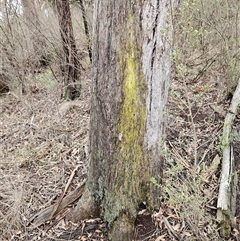Chrysothrix xanthina at Hawker, ACT - 26 Jul 2025 02:43 PM