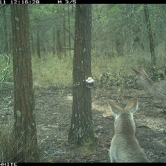 Macropus giganteus (Eastern Grey Kangaroo) at Crowther, NSW - 11 Jun 2025 by Frecko