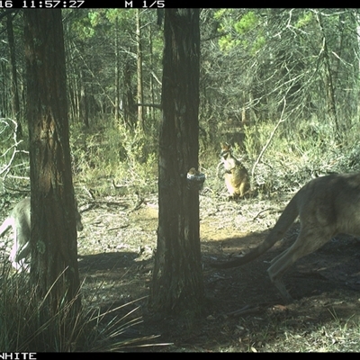 Macropus giganteus (Eastern Grey Kangaroo) at Crowther, NSW - 16 Jun 2025 by Frecko