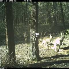 Macropus giganteus (Eastern Grey Kangaroo) at Crowther, NSW - 18 Jun 2025 by Frecko