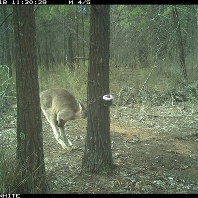 Macropus giganteus (Eastern Grey Kangaroo) at Crowther, NSW - 18 Jun 2025 by Frecko