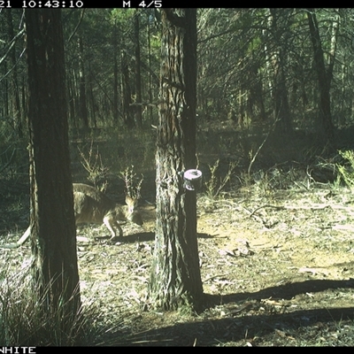 Macropus giganteus (Eastern Grey Kangaroo) at Crowther, NSW - 21 Jun 2025 by Frecko
