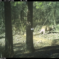 Macropus giganteus (Eastern Grey Kangaroo) at Crowther, NSW - 21 Jun 2025 by Frecko