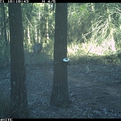 Macropus giganteus (Eastern Grey Kangaroo) at Crowther, NSW - 21 Jun 2025 by Frecko
