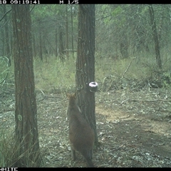 Wallabia bicolor (Swamp Wallaby) at Crowther, NSW - 18 Jun 2025 by Frecko