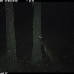 Wallabia bicolor (Swamp Wallaby) at Crowther, NSW - 19 Jun 2025 by Frecko