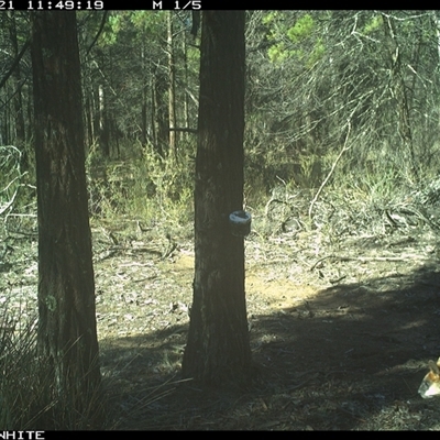 Wallabia bicolor (Swamp Wallaby) at Crowther, NSW - 21 Jun 2025 by Frecko