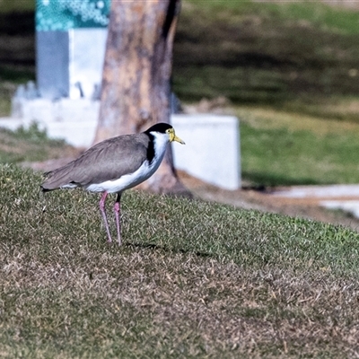 Vanellus miles (Masked Lapwing) at Hawker, ACT - 24 Jul 2025 by AlisonMilton
