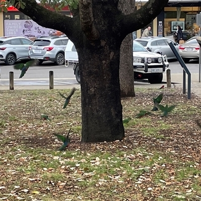 Alisterus scapularis (Australian King-Parrot) at Ainslie, ACT - Yesterday by Clarel