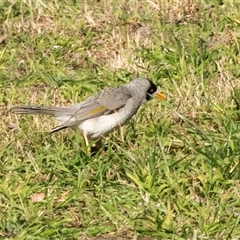 Manorina melanocephala (Noisy Miner) at Hawker, ACT - 23 Jul 2025 by AlisonMilton