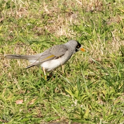 Manorina melanocephala (Noisy Miner) at Hawker, ACT - 23 Jul 2025 by AlisonMilton