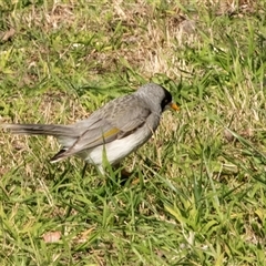 Manorina melanocephala at Hawker, ACT - 23 Jul 2025 12:07 PM
