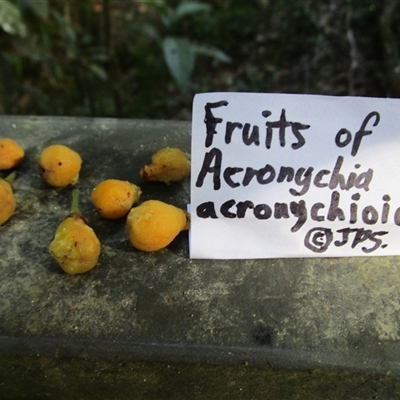 Acronychia acronychioides at Syndicate, QLD - 15 Aug 2022 by JasonPStewartNMsnc2016