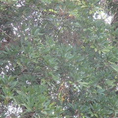 Acronychia acronychioides at Whyanbeel, QLD - 8 Jul 2018 by JasonPStewartNMsnc2016