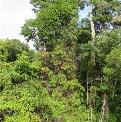 Mullerochloa moreheadiana (climbing bamboo) at Dedin, QLD - 8 Jul 2018 by JasonPStewartNMsnc2016