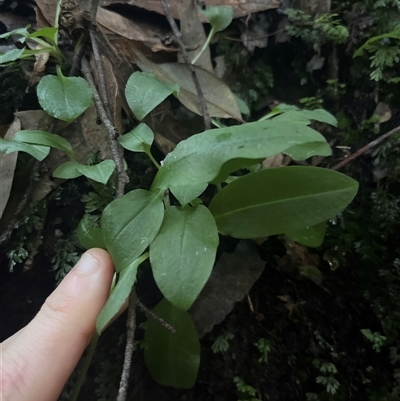 Pterostylis nutans (Nodding Greenhood) at Springwood, NSW - 27 Jul 2025 by JoelStibbardBCT