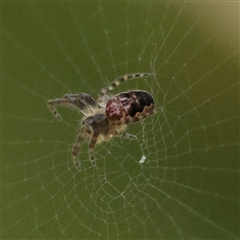 Unverified Spider at Noosa Heads, QLD - 3 Jul 2025 by ConBoekel