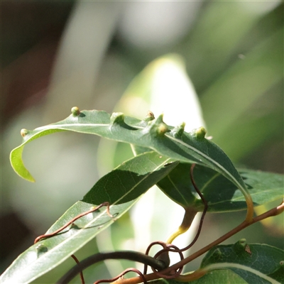 Unverified Unidentified Insect Gall at Noosa Heads, QLD - 3 Jul 2025 by ConBoekel