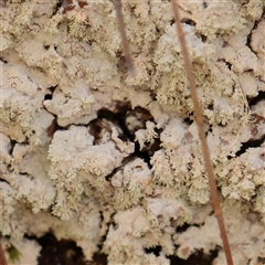 Unverified Lichen at Noosa Heads, QLD - 3 Jul 2025 by ConBoekel