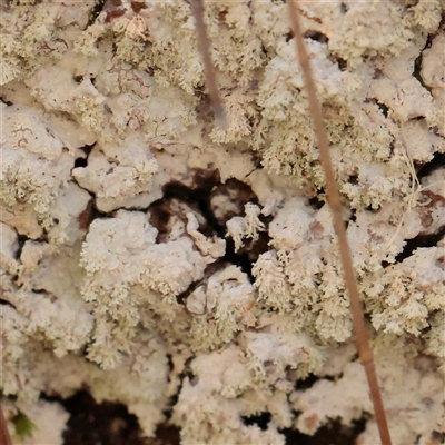 Unverified Lichen at Noosa Heads, QLD - 3 Jul 2025 by ConBoekel