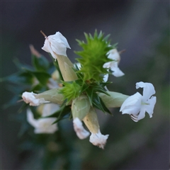 Unverified Other Shrub at Noosa Heads, QLD - 3 Jul 2025 by ConBoekel