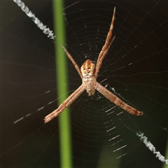 Argiope (genus) (A St. Andrew's cross spider) at Noosa Heads, QLD - 3 Jul 2025 by ConBoekel