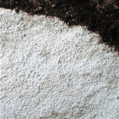 Unverified Lichen at Noosa Heads, QLD - 3 Jul 2025 by ConBoekel