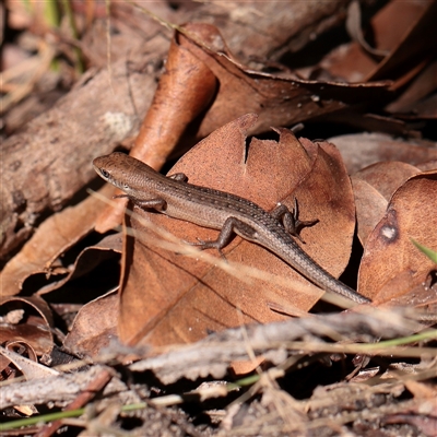 Carlia (genus) (rainbow skinks) at Noosa Heads, QLD - 3 Jul 2025 by ConBoekel