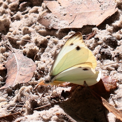 Pieris rapae (Cabbage White) at Noosa Heads, QLD - 3 Jul 2025 by ConBoekel