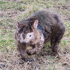 Vombatus ursinus (Bare-nosed Wombat, Common wombat) at Kambah, ACT - 25 Jul 2025 by HelenCross