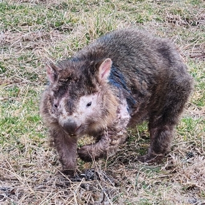 Vombatus ursinus (Bare-nosed Wombat, Common wombat) at Kambah, ACT - 25 Jul 2025 by HelenCross